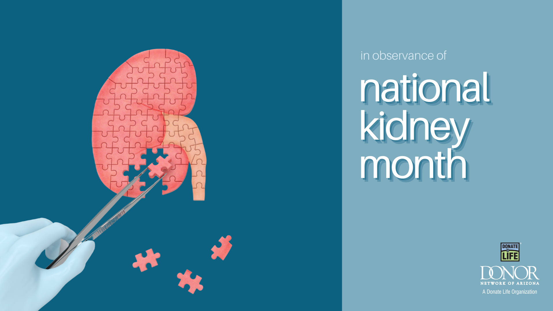 What does a kidney do anyway? Learn about this vital organ for National